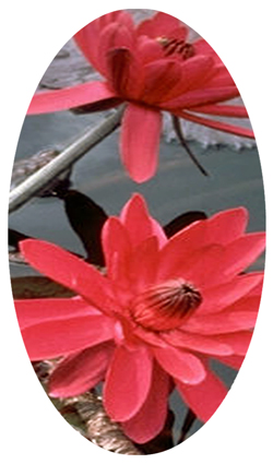 DNSBLUF 026 Water Lily Red